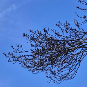 Kanatlanıp Uçsaydım-Demo