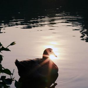 荷塘月色（河边的小鸭子）