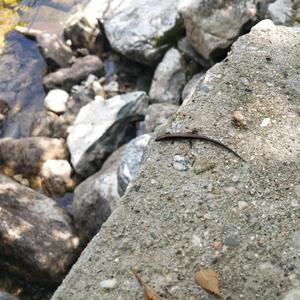 天净沙.古筝爆肝一整天版