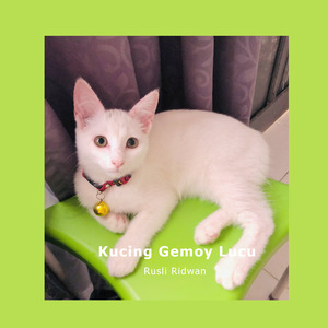 Kucing Gemoy Lucu