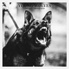 cøzybøy - young wolves