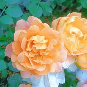 甜蜜时光（纯音乐）