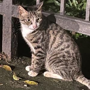 “Boys Don't Cry” Lil Tjay type beat