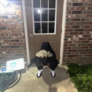 1524 Freestyle