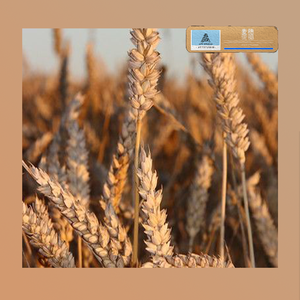 [Free]"麦穗"Jay Chou&潘玮柏 Pop Type Beat