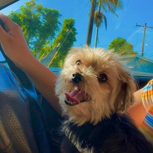 get a license!