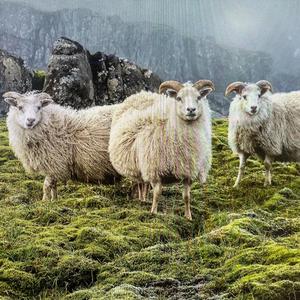 New Heights (feat. TrulyKapital & Jayo)