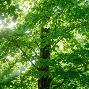 เส้นทางของเรา