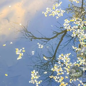 山茶花读不懂白玫瑰