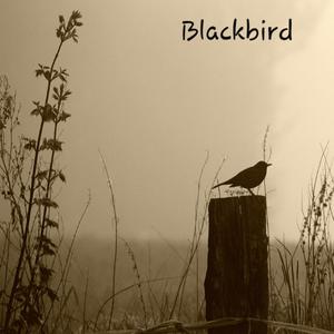 Blackbird