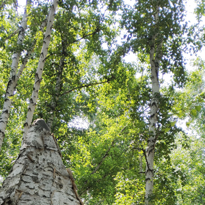 曾经那个傲气从不低头的我