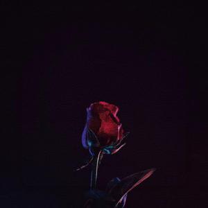 午夜玫瑰 (现场)
