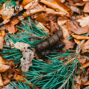 Feces