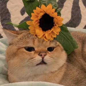 今天的风521级   mix