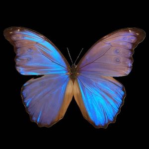 Forever(prod by Trai5or)