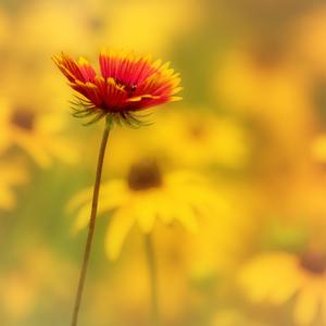 心之所向（原创钢琴曲）