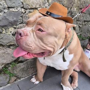 Recuerdos de mi Dexter