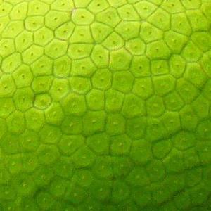 蓓蕾.wav