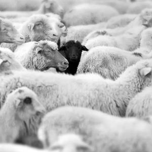 Black sheep