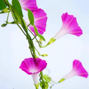 最好的时光 伴奏