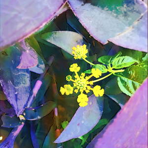 LadyBug And Spider Web