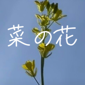菜の花