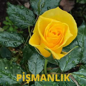 Pişmanlık