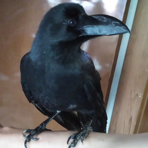 ハッピーフライ