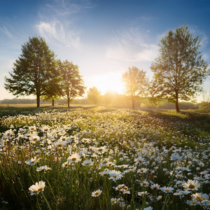 The Ocean Of Inner Silence