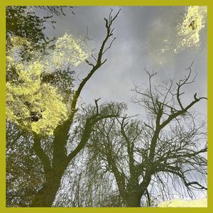 Mating Call (among the bull frogs)