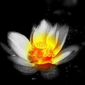 绽放于黑暗的希望之花