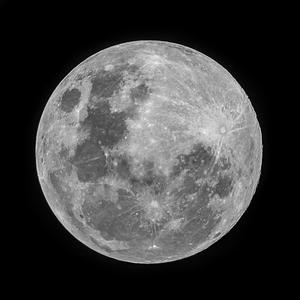 moonskin