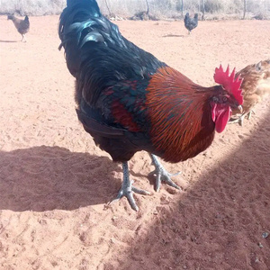 Kokokhumo