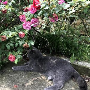 依兰爱情故事（喵喵）