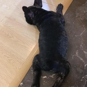 《童话镇》（翻自 暗杠）