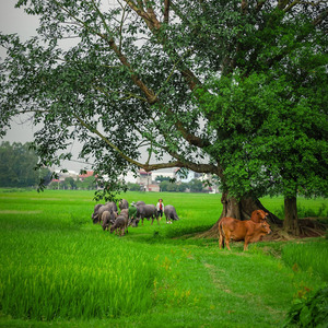 No One's Ever Heard of the Word.