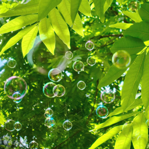 初夏（Early summer）