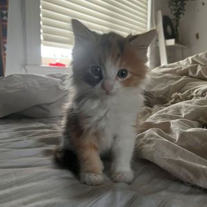 偏头痛蓝 Type Beat