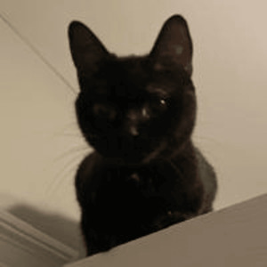 on s'en calisse pis on tire sur les ops (don't even joke lad)