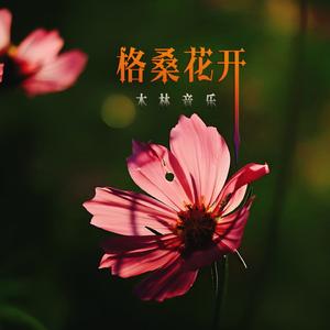 格桑花开