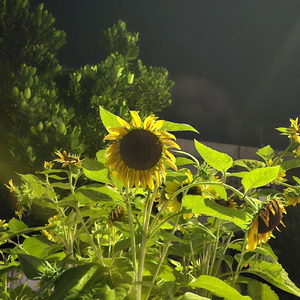 夜のひまわり