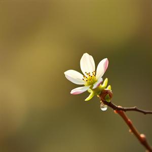 Mùa xuân trong mắt em