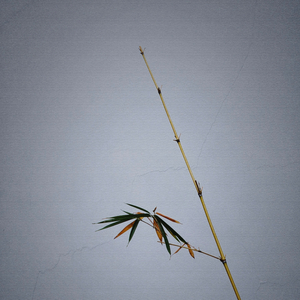 草原上升起不落的太阳 (琵琶民歌轻音乐)