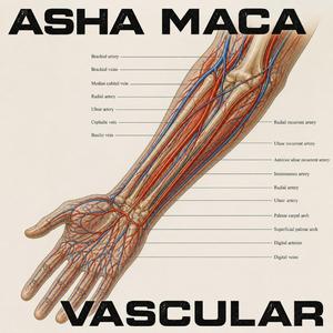 VASCULAR (ORIGINAL)