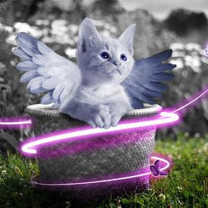 Winged Cat