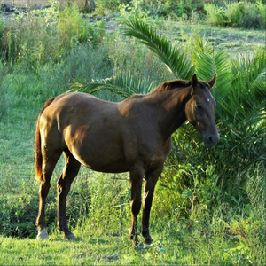 Añorando (Chacarera)