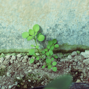 表面的和平(Cover 陈绮贞)