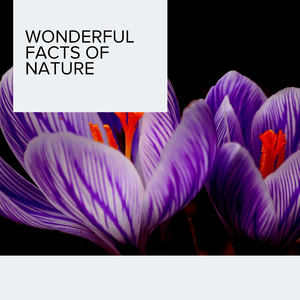 Violet Rain Thunder Cold Texture