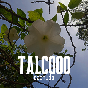 Cachudo