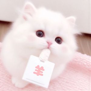 小羊